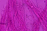 Radulodon copelandii image