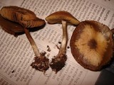 Psilocybe stuntzii image