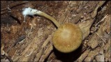 Simocybe centunculus var. centunculus image