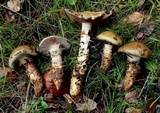 Cortinarius glutinosoarmillatus image