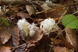 Ramariopsis kunzei image