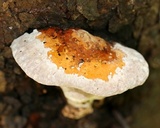 Fomitopsis mounceae image
