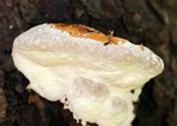 Fomitopsis mounceae image