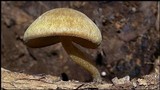 Simocybe centunculus var. centunculus image