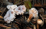Nectriopsis tubariicola image