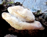 Trametes pubescens image