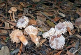 Nectriopsis tubariicola image