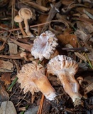 Nectriopsis tubariicola image