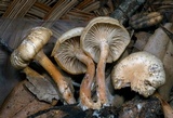 Clitocybe salmonilamella image