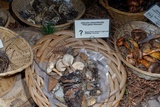 Clitocybe salmonilamella image