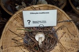 Clitocybe trulliformis image