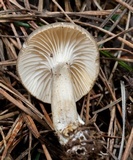 Clitocybe trulliformis image