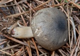 Clitocybe trulliformis image