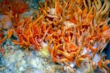 Cordyceps militaris image