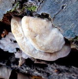 Trametes pubescens image