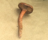 Chroogomphus vinicolor image