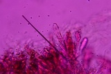 Chroogomphus vinicolor image