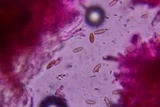 Chroogomphus vinicolor image