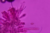 Chroogomphus vinicolor image