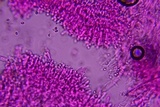 Cystodermella granulosa image