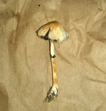 Panaeolus semiovatus image