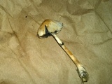 Panaeolus semiovatus image