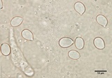 Amanita pini image