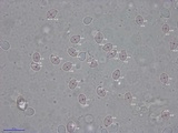 Amanita pini image