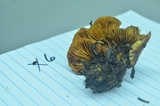 Pholiota spumosa image