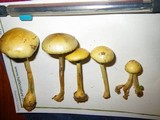 Protostropharia semiglobata image