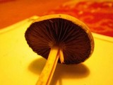 Protostropharia semiglobata image