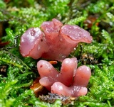 Ascocoryne sarcoides image