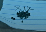 Chlorociboria aeruginosa image