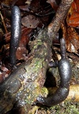 Xylaria polymorpha image