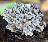 Xylaria cubensis image