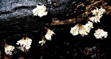 Xylaria cubensis image