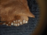 Diderma hemisphaericum image