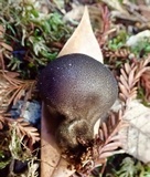 Lycoperdon nigrescens image