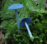 Entoloma virescens image