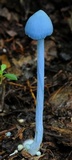 Entoloma virescens image