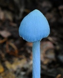 Entoloma virescens image