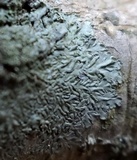 Hyperphyscia syncolla image