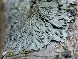 Hyperphyscia syncolla image