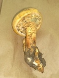 Pholiota squarrosa image