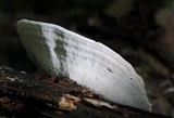 Trametes ectypa image