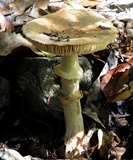 Amanita ochrophylla image