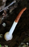 Mutinus boninensis image
