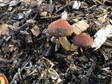 Gymnopilus thiersii image