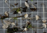 Mycena leptocephala image