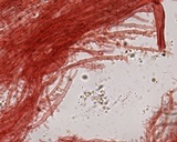 Mycena leptocephala image